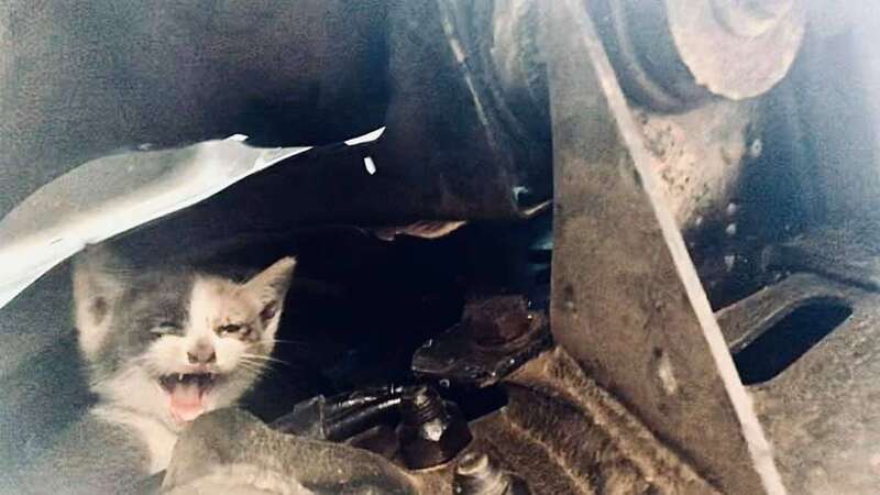 Imagen del felino momentos antes de ser liberado de los bajos del vehículo (Foto TA)