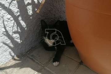 Único felino que queda vivo de la colonia de 12 gatos que había en la zona/TA.