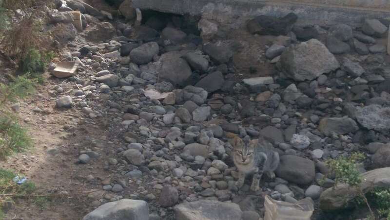Colonia de gatos en una zona próxima al muelle industrial de Salinetas/TA.
