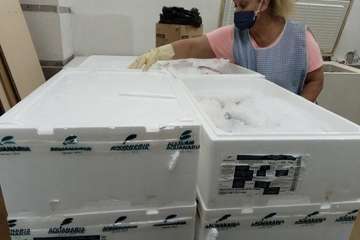 Aquacanaria dona más de 10.000 kilos de pescado fresco a la Asociación Guillermo Casañas de Jinámar/TA.