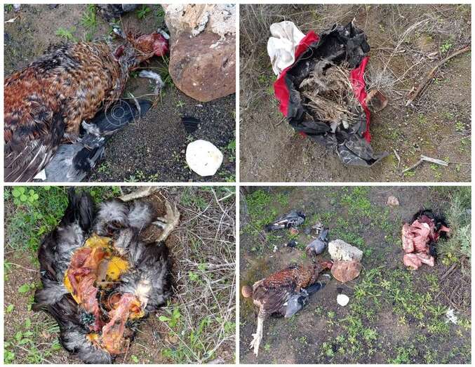 Imágenes de los restos animales hallados en Tara/TA.