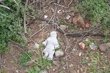 Hallan restos animales desmembrados en Tara/TA.