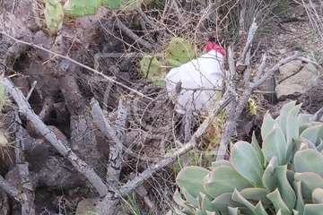 Hallan restos animales desmembrados en Tara/TA.