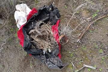 Hallan restos animales desmembrados en Tara/TA.