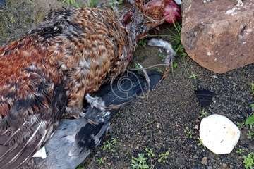 Hallan restos animales desmembrados en Tara/TA.