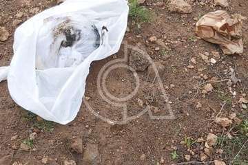 Hallan restos animales desmembrados en Tara/TA.