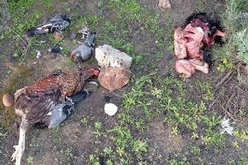 Hallan restos animales desmembrados en Tara/TA.