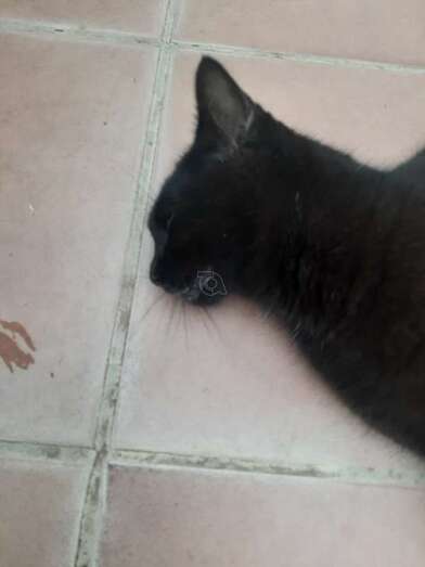 Uno de los gatos envenenados/TA.