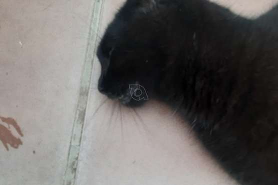 Los gatos envenenados en Lomo Catela/TA.