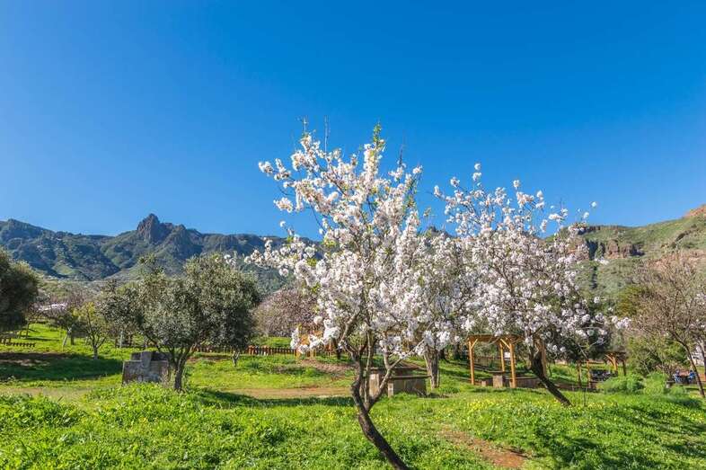 Cielo despejado con el almendro en flor/Antonio Rico.