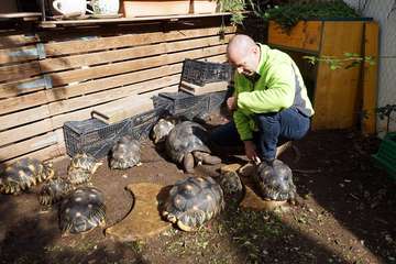 TortuPark, un criadero de tortugas en Telde/Acfi Press.