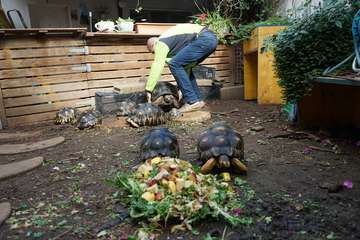 TortuPark, un criadero de tortugas en Telde/Acfi Press.