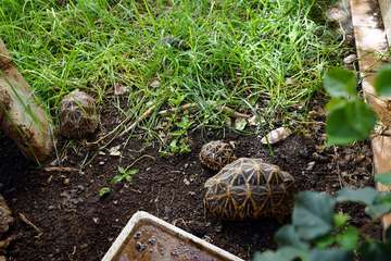TortuPark, un criadero de tortugas en Telde/Acfi Press.
