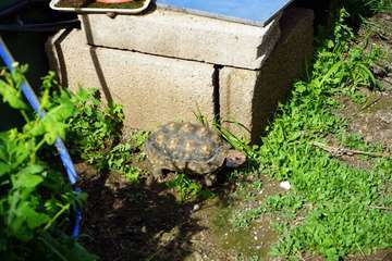 TortuPark, un criadero de tortugas en Telde/Acfi Press.