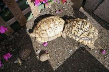 TortuPark, un criadero de tortugas en Telde/Acfi Press.