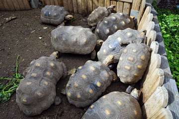 TortuPark, un criadero de tortugas en Telde/Acfi Press.