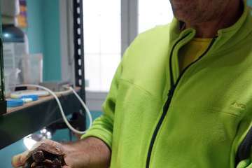 TortuPark, un criadero de tortugas en Telde/Acfi Press.