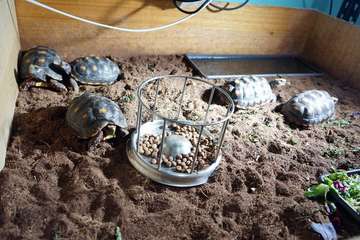 TortuPark, un criadero de tortugas en Telde/Acfi Press.