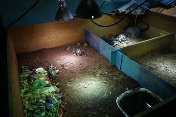 TortuPark, un criadero de tortugas en Telde/Acfi Press.