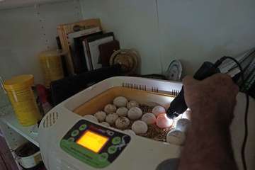 TortuPark, un criadero de tortugas en Telde/Acfi Press.