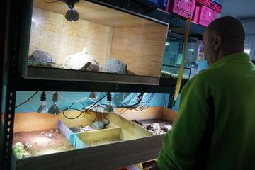 TortuPark, un criadero de tortugas en Telde/Acfi Press.