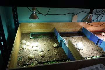 TortuPark, un criadero de tortugas en Telde/Acfi Press.