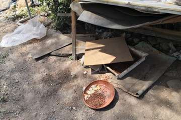  Una colona de gatos agoniza en Lomo Espino (Telde), envenenados/TA.