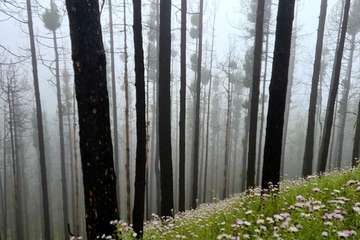 Telde cumple con el Año Santo Jacobeo en Gáldar/TA.