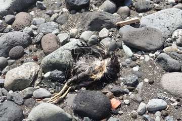 Restos de sacrificios animales en la costa teldense de Jinámar/TA.