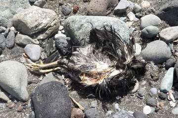 Restos de sacrificios animales en la costa teldense de Jinámar/TA.