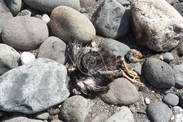 Restos de sacrificios animales en la costa teldense de Jinámar/TA.
