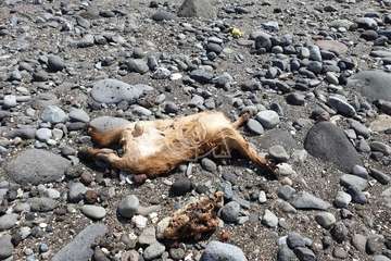 Restos de sacrificios animales en la costa teldense de Jinámar/TA.