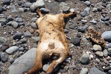 Restos de sacrificios animales en la costa teldense de Jinámar/TA.