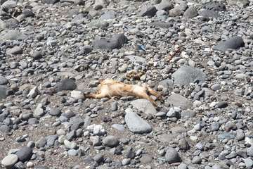 Restos de sacrificios animales en la costa teldense de Jinámar/TA.
