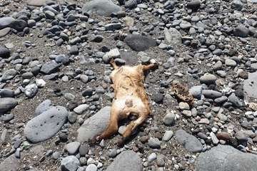 Restos de sacrificios animales en la costa teldense de Jinámar/TA.