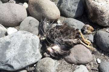 Restos de sacrificios animales en la costa teldense de Jinámar/TA.