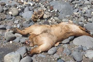 Restos de sacrificios animales en la costa teldense de Jinámar/TA.