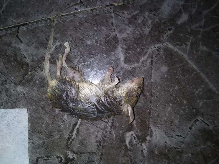 Un vecino se encontró a una rata junto a la cuna de un bebé de apenas 9 meses / TA