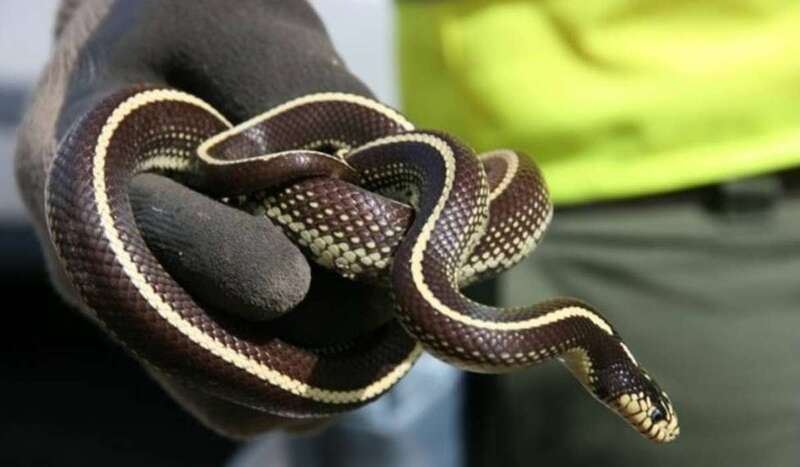 Imagen de una serpiente real californiana captura en Gran Canaria/TA.