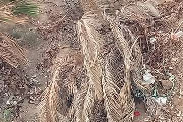 Vecinos de Jinámar dan ejemplo de civismo/TA.