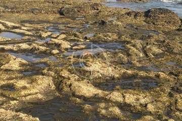 Rata 'pescadora' en los riscos de Taliarte (Telde)/TA.