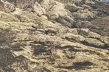 Rata 'pescadora' en los riscos de Taliarte (Telde)/TA.