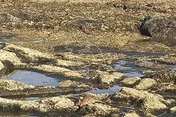 Rata 'pescadora' en los riscos de Taliarte (Telde)/TA.