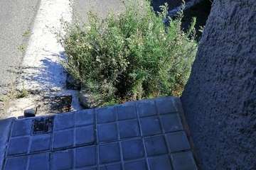 Valdemontes pide el desbroce de las calles y aceras de La Montañeta de El Calero/TA.