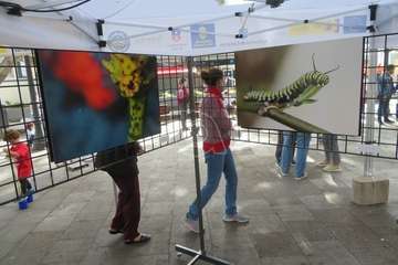 Los Llanos celebra el día grande de San Gregorio/TA.