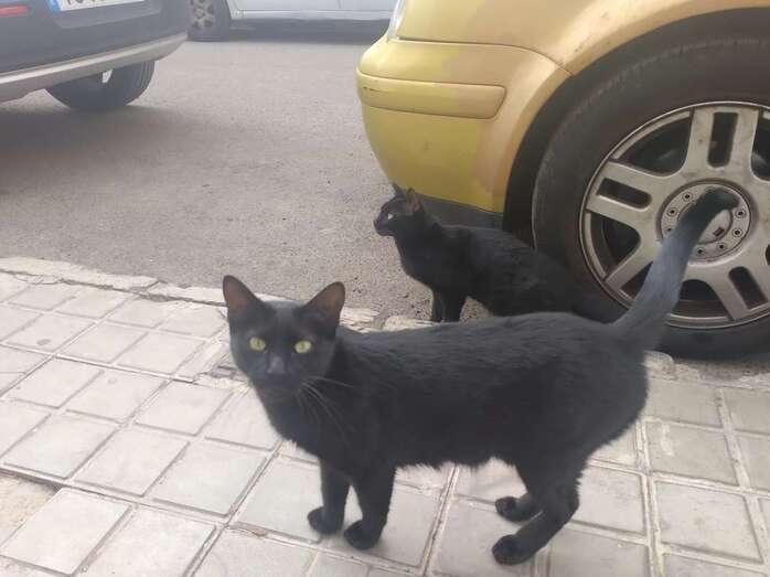 Imagen de dos de las felinas / TA