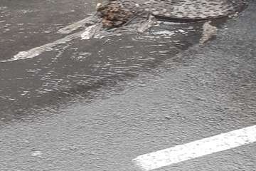 Río de excrementos en una calle de La Herradura (Telde)/TA.