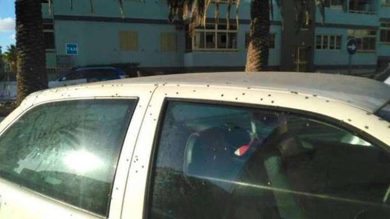 Imagen de archivo de moscas sobre un vehículo en Melenara/TA.