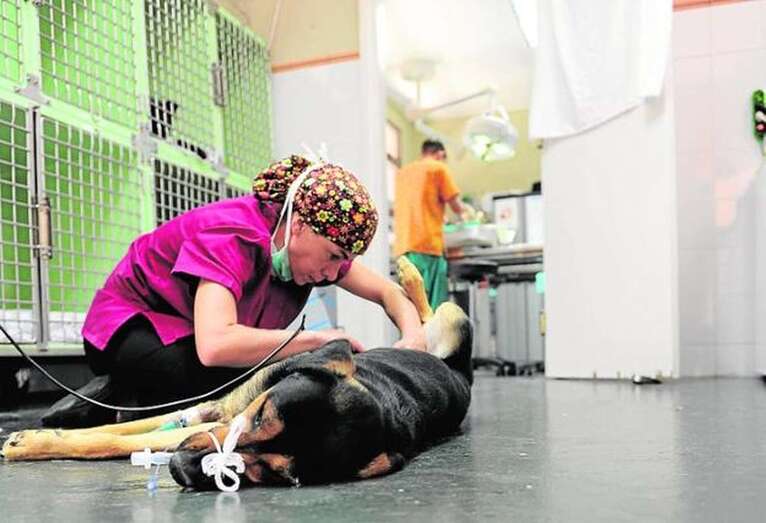 Una veterinaria somete a cuidados sanitarios a un perro del Albergue/C7.