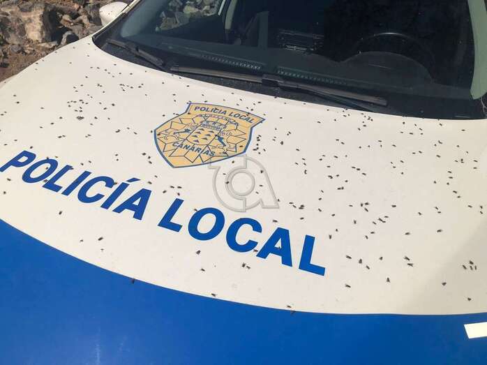 Moscas posadas sobre un vehículo de la Policía Local durante las labores de inspección de este lunes/TA.